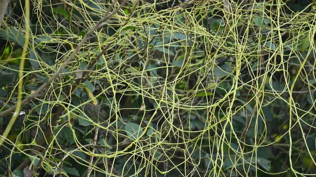 Cuscuta or Dodder plant. It is a genus species of yellow, orange,or red &nbsp;parasitic plants. Its can be identified by its thin stems appearing leafless,with the&nbsp;leaves&nbsp;reduced to minute scales. Amarbel.