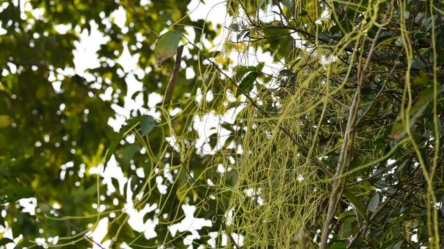 Cuscuta or Dodder plant. It is a genus species of yellow, orange,or red &nbsp;parasitic plants. Its can be identified by its thin stems appearing leafless,with the&nbsp;leaves&nbsp;reduced to minute scales. Amarbel.