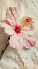 Hibiscus blossom