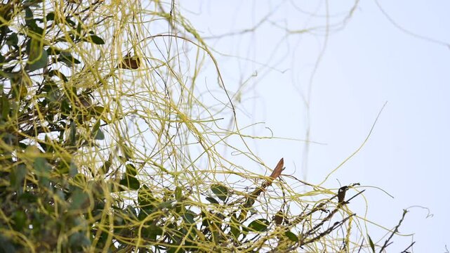 Cuscuta or Dodder plant. It is a genus species of yellow, orange,or red &nbsp;parasitic plants. Its can be identified by its thin stems appearing leafless,with the&nbsp;leaves&nbsp;reduced to minute scales. Amarbel.