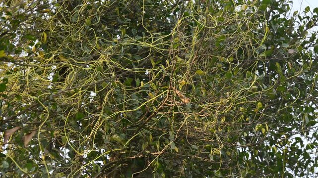 Cuscuta or Dodder plant. It is a genus species of yellow, orange,or red &nbsp;parasitic plants. Its can be identified by its thin stems appearing leafless,with the&nbsp;leaves&nbsp;reduced to minute scales. Amarbel.