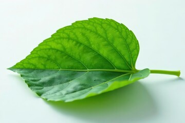 Obraz premium An intricately shaped leaf rests on a smooth white surface, foliage, organic