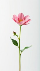 A single stem of a small, flowering plant against white background, botanical, petals, bloom