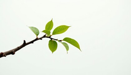 A small, twisted branch against the white backdrop, forest, branch