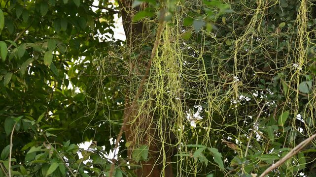 Cuscuta or Dodder plant. It is a genus species of yellow, orange,or red &nbsp;parasitic plants. Its can be identified by its thin stems appearing leafless,with the&nbsp;leaves&nbsp;reduced to minute scales. Amarbel.