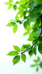 Obraz premium Branches with green leaves isolated on white background, trees branches green leaves white, minimalist
