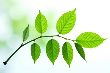 Fototapeta premium branch of leaves isolated on a bright white background with subtle gradient effect, clean, foliage