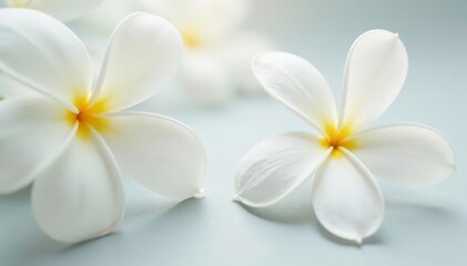 Close-up, pristine white setting, delicate object, image, art, delicate