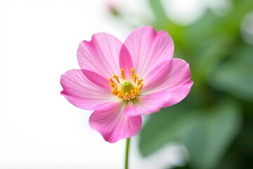 Obraz premium Delicate pink flower isolated on white background, floral, delicate