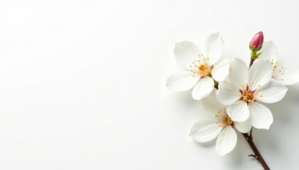 Obraz premium Delicate white blossoms against a pure white backdrop, serenity, petals, light