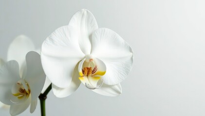 Obraz premium Delicate white orchid blossom on pure white backdrop, spa, isolated, studio
