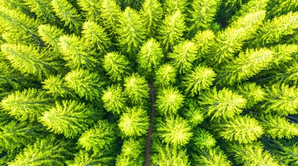 Aerial View of Lush Green Forest Canopy with Dense Trees and Vibrant Foliage in Natural Habitat