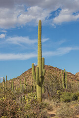 saguaro cactus in arizona