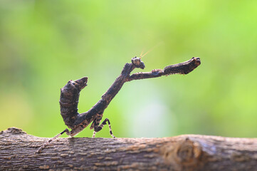 Praying mantis