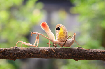 Praying mantis