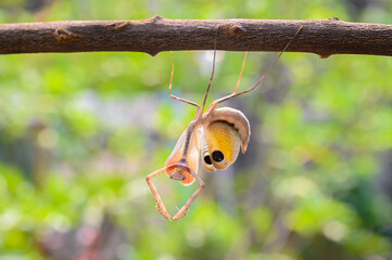 Praying mantis