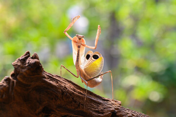 Praying mantis