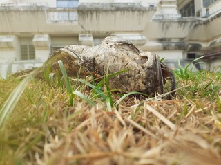 Dried dead fish on the lawn