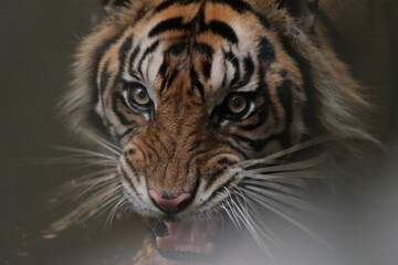 portrait of an angry Sumatran tiger