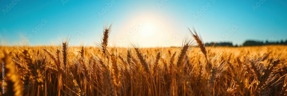 Poster golden wheat fields under clear blue skies with warm sunlight creating a tranquil rural atmosphere