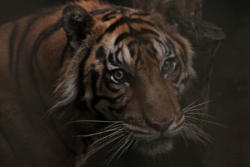 portrait of an angry Sumatran tiger