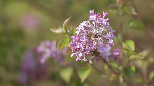 purple lilac bush flover closeup