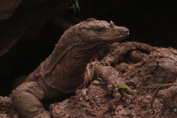 portrait of a muddy salvator lizard