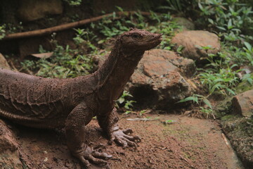 portrait of a muddy salvator lizard
