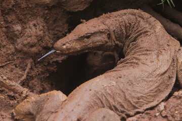 portrait of a muddy salvator lizard
