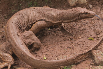 portrait of a muddy salvator lizard