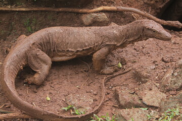 portrait of a muddy salvator lizard