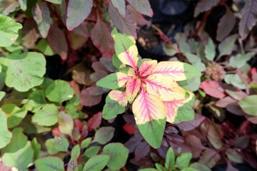 Close-up of leaves of Amaranthus tricolor tree in a park.