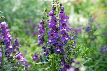 Close-up of purple flowers of willowleaf angelon.