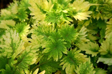 Close-up of Coleus leaves in a park.