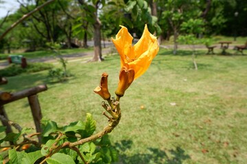 Close-up of African golden tulip tree in a park
