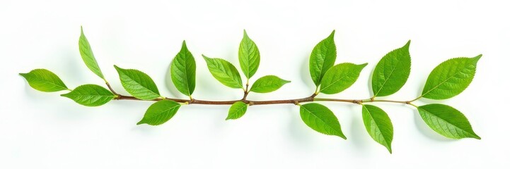 Fototapeta premium Isolated branches with leaves on a white background, simple background, leafy greens, isolated