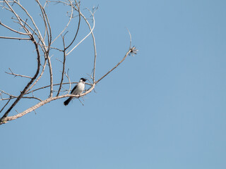 A bird perched on a tree branch, blue sky behind it