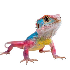 Obraz premium a vibrant multicolored lizard stands against a white background showcasing its intricate patterns and vivid hues emphasizing the beauty of wildlife