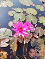 Nymphaeaceae is a family of flowering plants, commonly called water lilies. They live as rhizomatous aquatic herbs in temperate and tropical climates around the world.