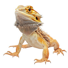 Obraz premium bearded dragon showcasing its vibrant colors and unique texture the lizard is posed on a white background highlighting its features and providing a clear view for educational or pet care purposes