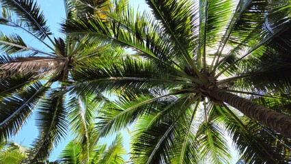 Fototapeta premium Low-angle view of coconut trees, highlighting their tall, textured trunks and the vibrant green fronds stretching towards the bright sky.