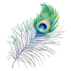 Obraz premium a vibrant peacock feather illustrated with intricate details and a spectrum of colors showcasing its natural beauty and elegance