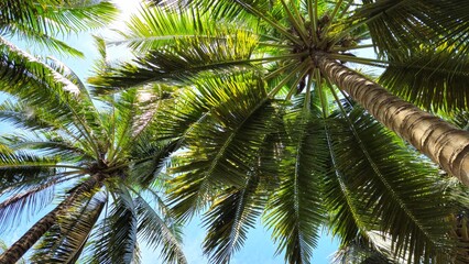 Fototapeta premium Low-angle shot of a tall coconut tree, showcasing its textured brown trunk, lush green fronds and a few coconuts against a soft blue sky.