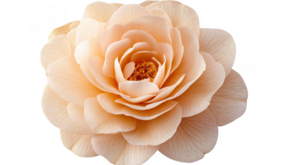 soft pale peach flower with intricate petals and a detailed center showcasing natural beauty and elegance ideal for floral arrangements or decorative purposes