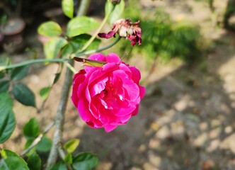 Red roses bloom in the summer in the country garden.