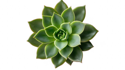 vibrant succulent plant with thick fleshy leaves arranged in a rosette pattern showcasing shades of green and a touch of yellow along the edges ideal for decorative purposes