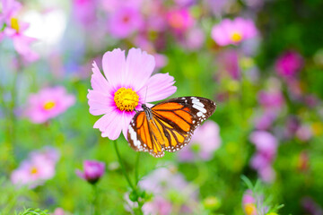 A beautiful butterfly in the garden