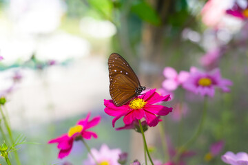 A beautiful butterfly in the garden