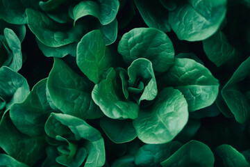 Fototapeta premium Close-up of vibrant green lettuce plants, symbolizing the importance and sustainability of growing your own vegetables at home.