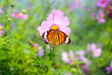 A beautiful butterfly in the garden